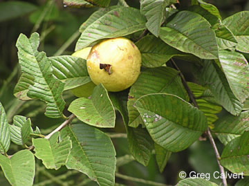 Image of Psidium guajava