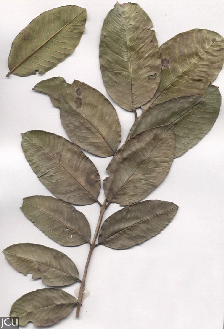Psidium guajava