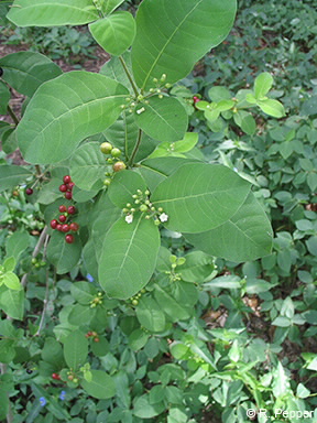 Image of Rauvolfia