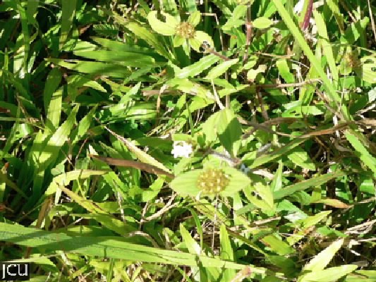 Richardia brasiliensis