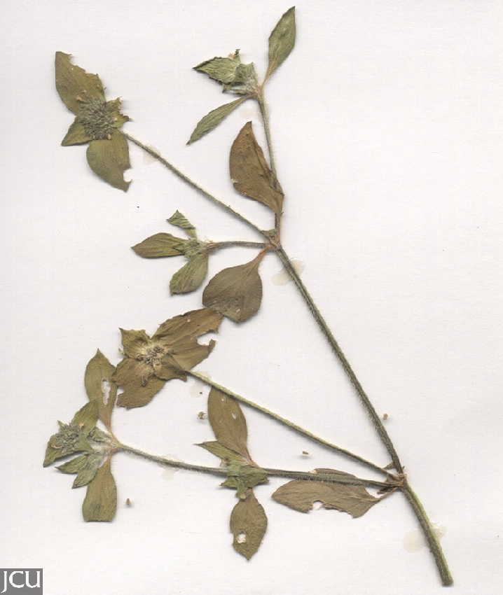 Richardia brasiliensis