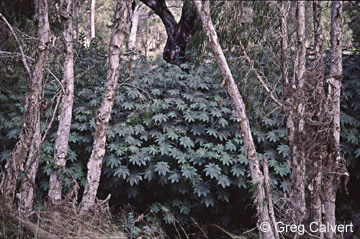 Image of Ricinus communis