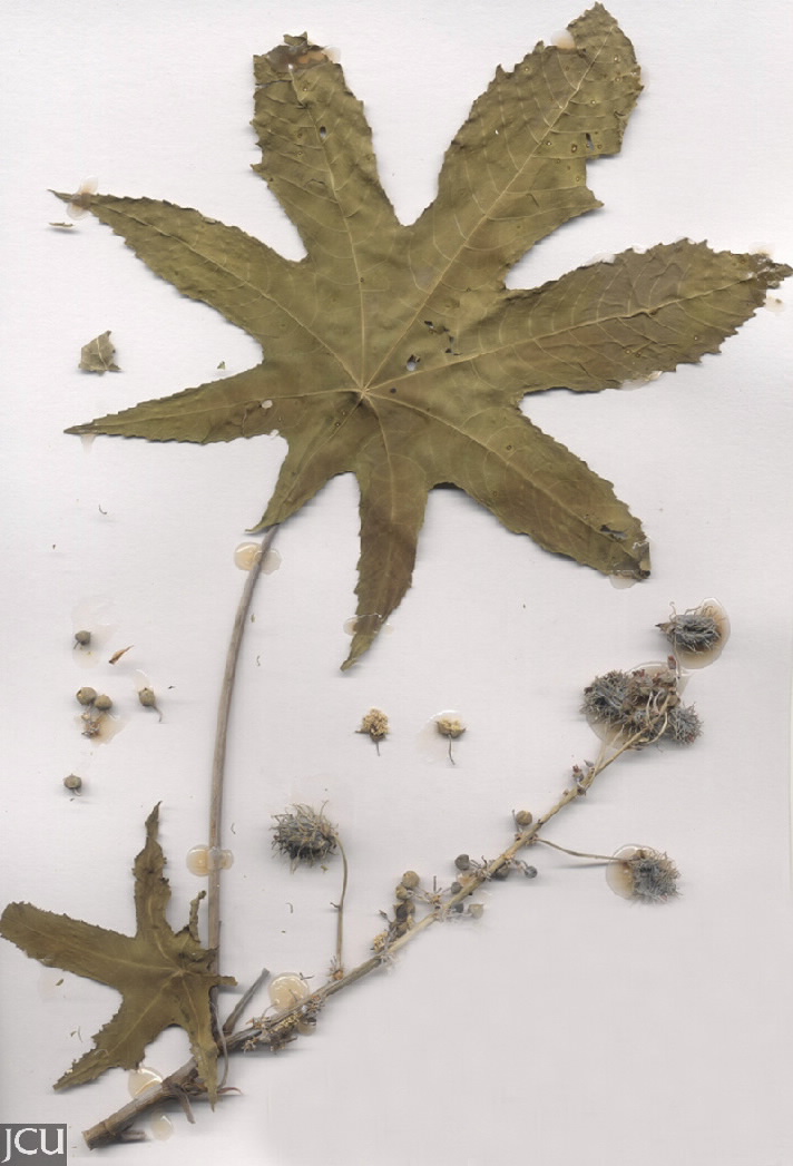 Ricinus communis