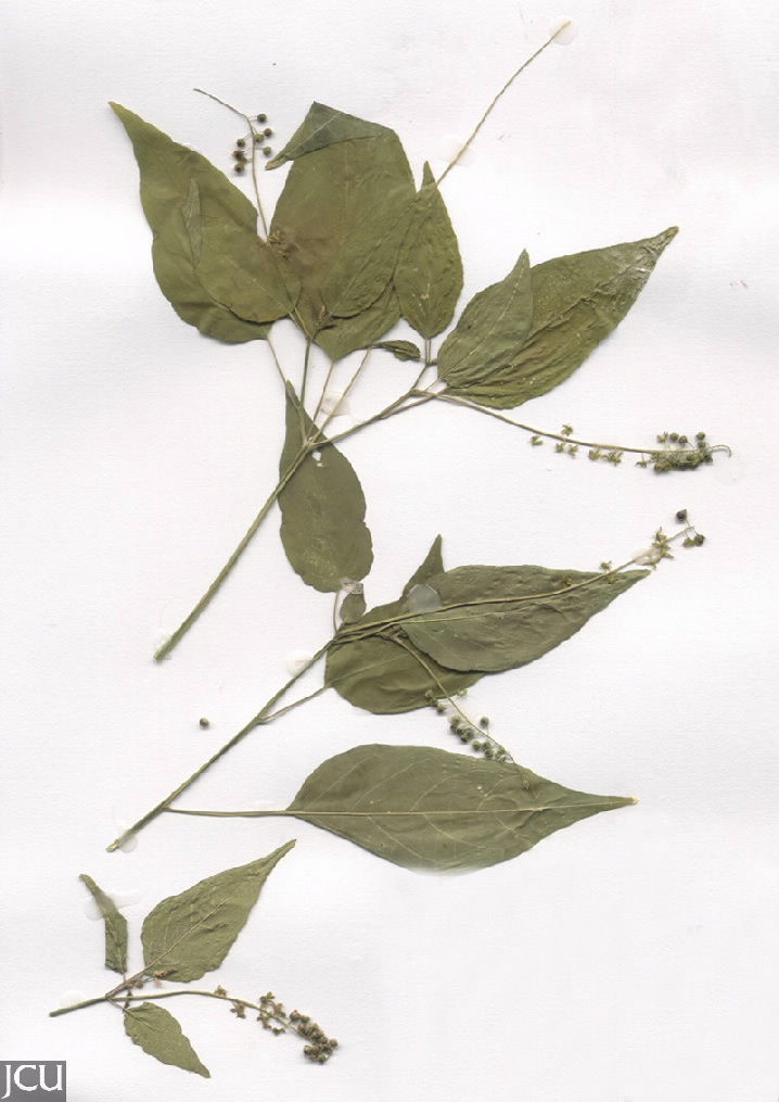 Rivina humilis