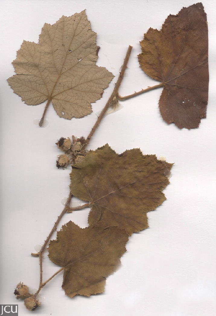 Rubus moluccanus