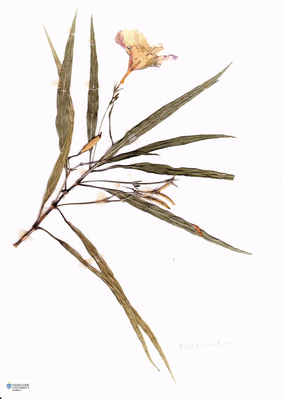 Scan of Ruellia tweediana