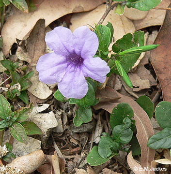 Image of Ruellia