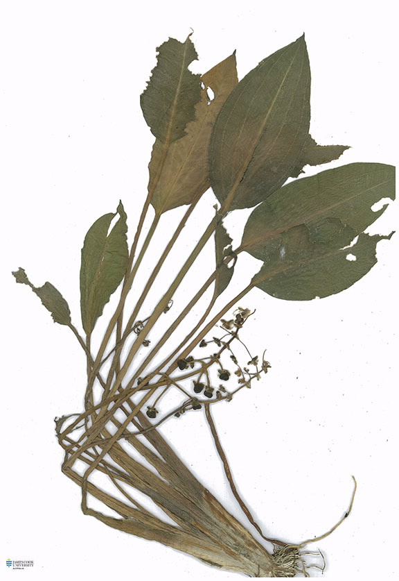 Scan of Sagittaria