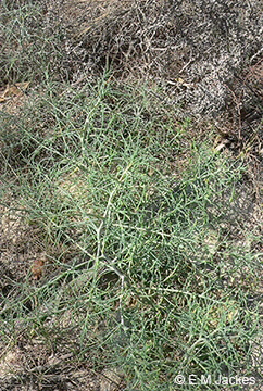 Image of Salsola kali