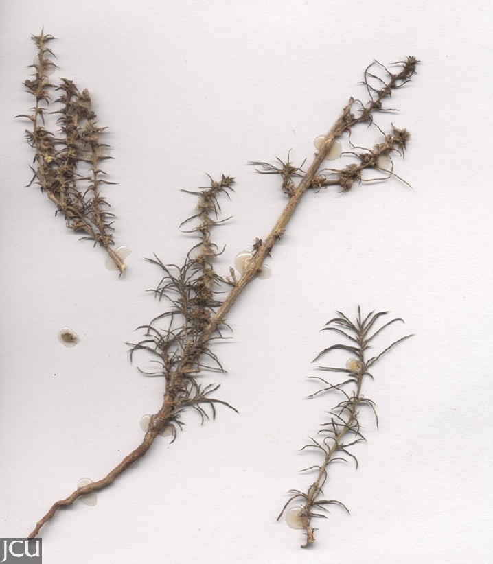 Salsola kali