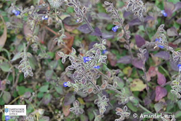 Image of Salvia misella