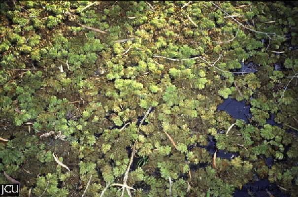 Salvinia molesta