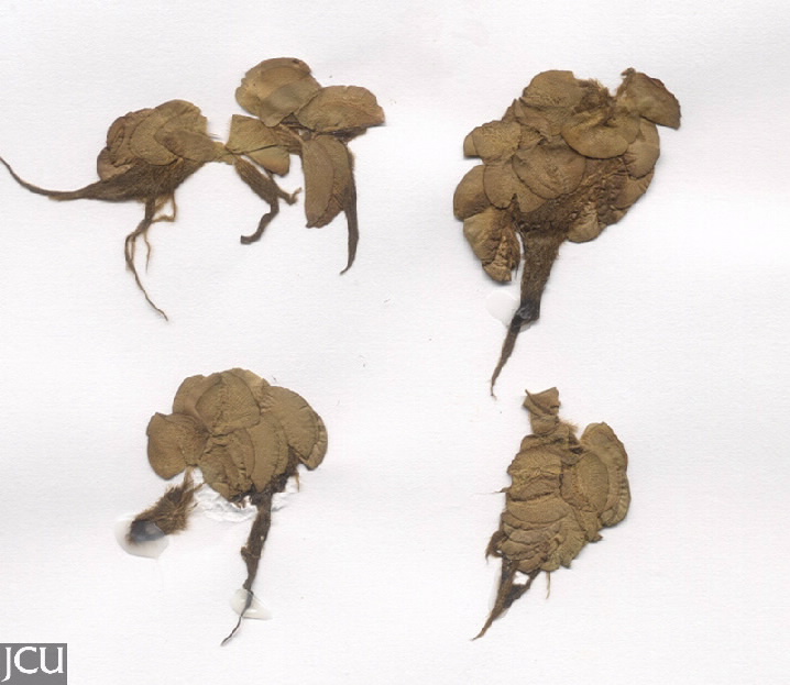 Salvinia molesta