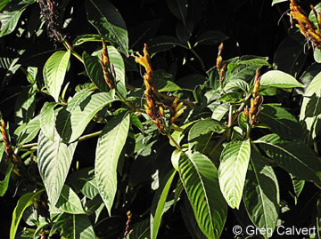 Image of Sanchezia parvibracteata