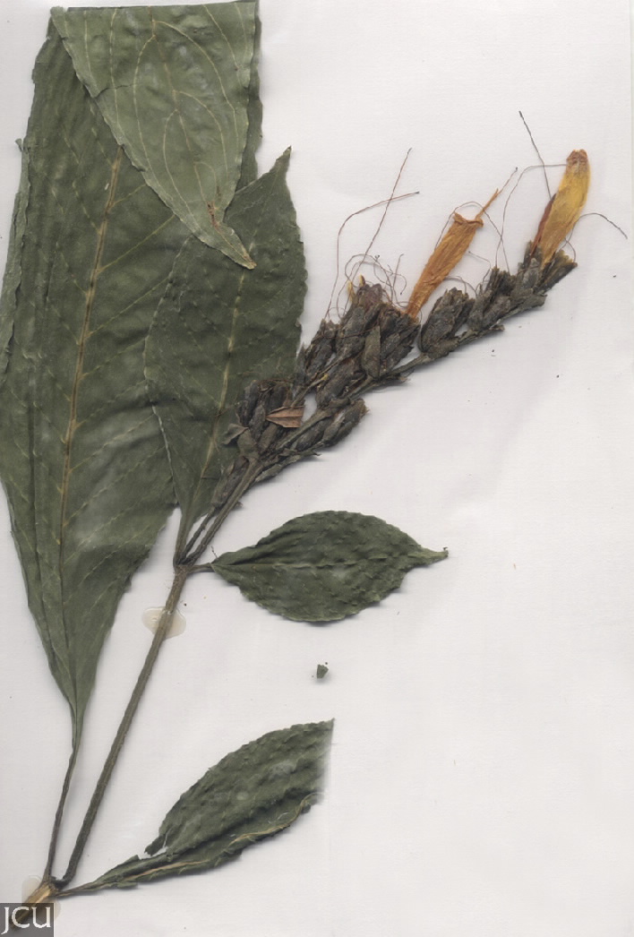Sanchezia parvibracteata