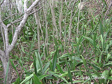 Discover Nature at JCU - Sansevieria trifasciata - JCU Australia
