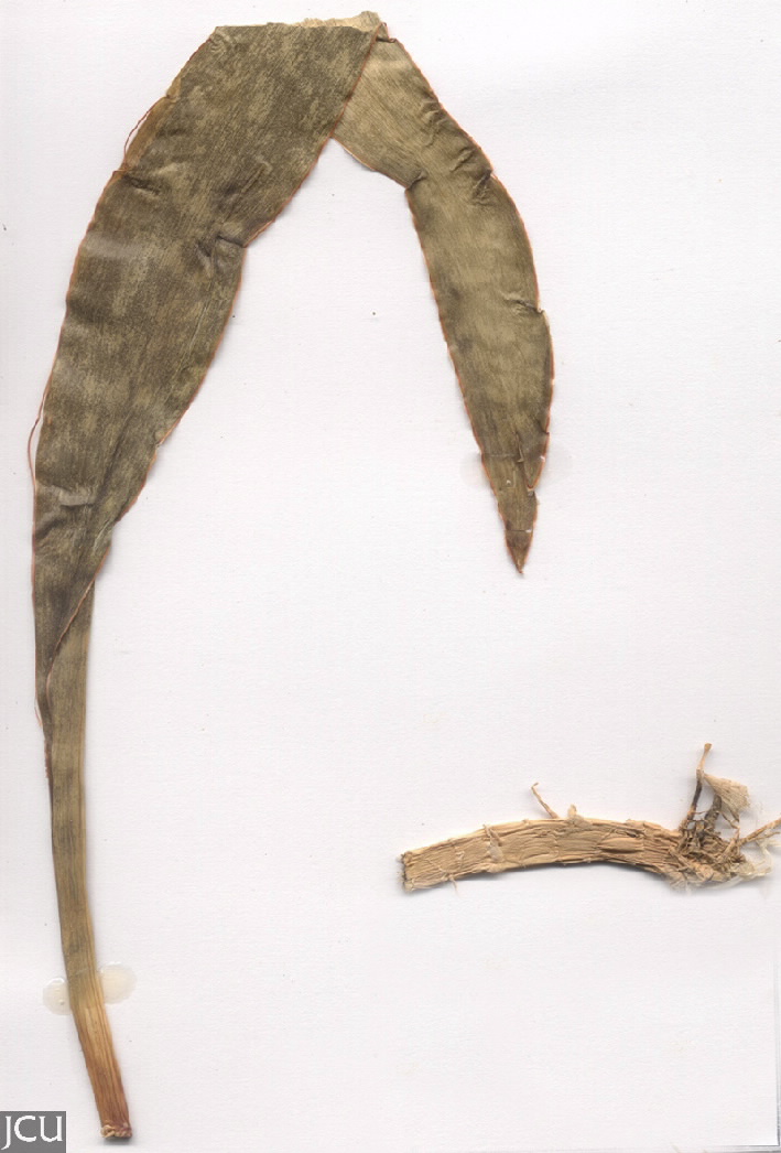 Sansevieria trifasciata