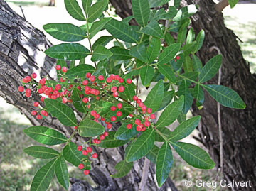 Image of Schinus terebinthifolius
