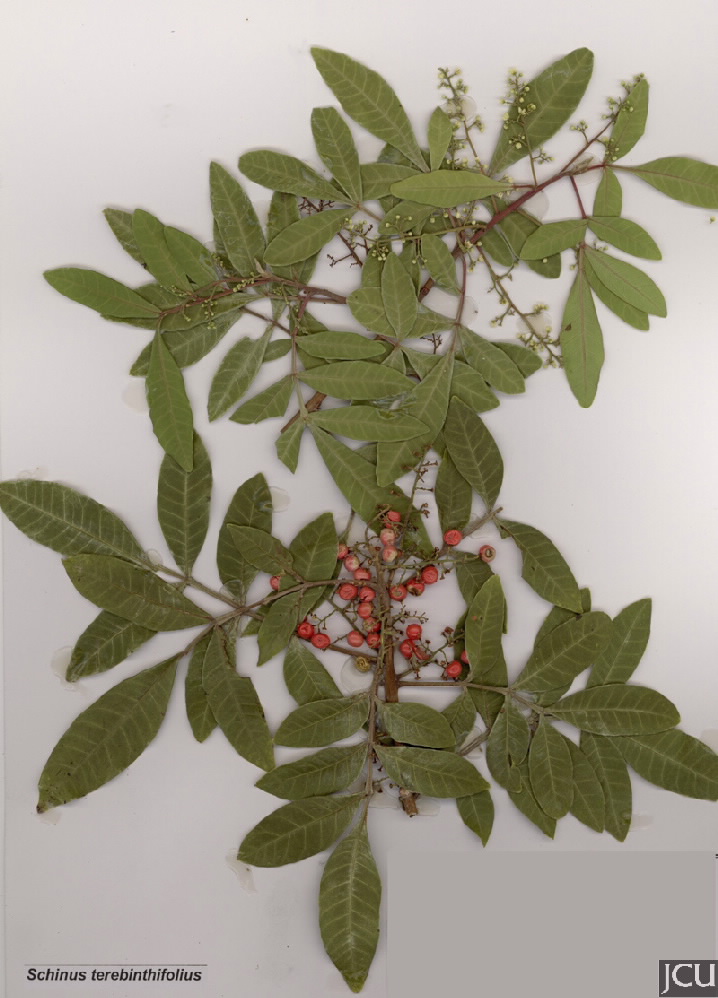 Schinus terebinthifolius
