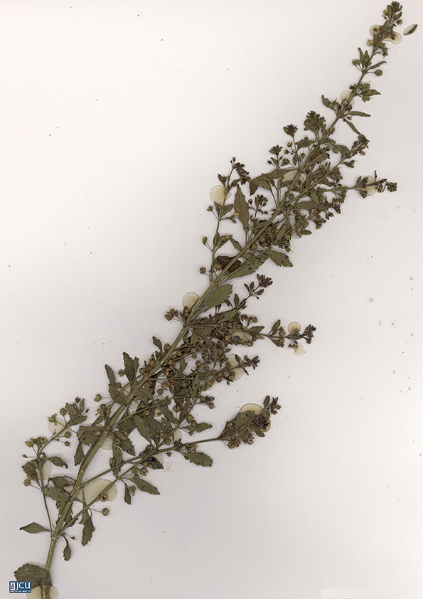 Scan of Scoparia dulcis