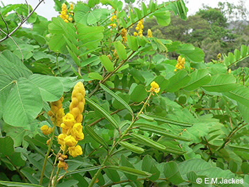 Candlestick cassia