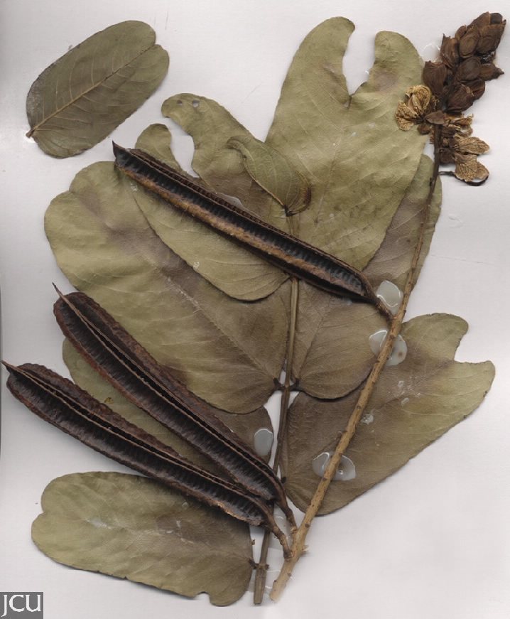 Senna alata