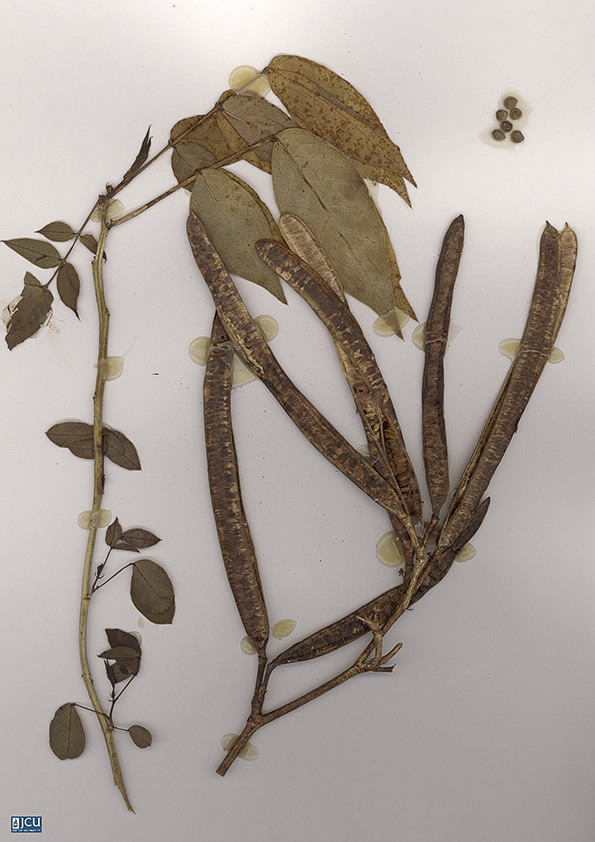 Scan of Senna occidentalis