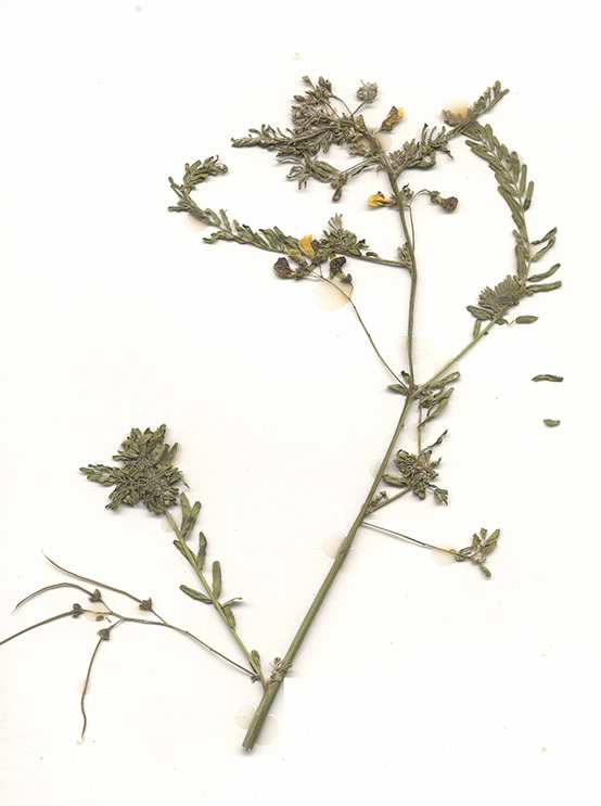 Scan of Sesbania javanica