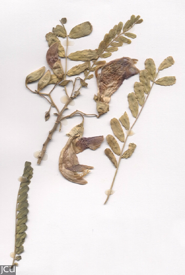 Sesbania grandiflora