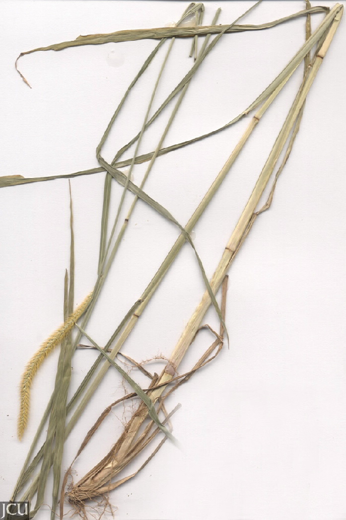 Setaria pumila subsp. pallidefusca