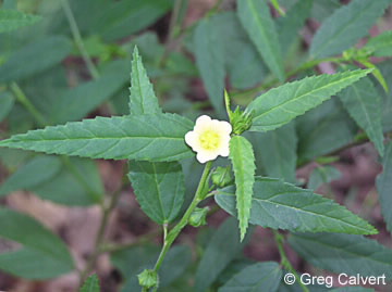 Image of Sida acuta