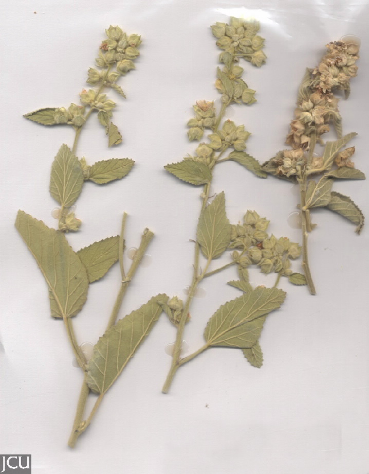 Sida cordifolia