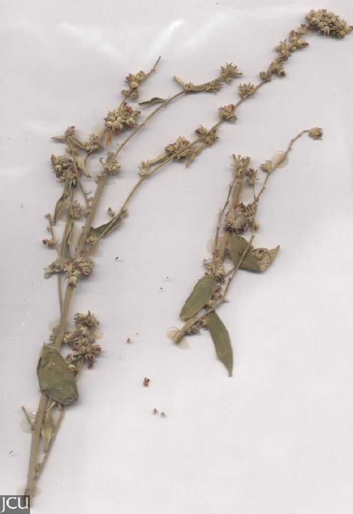 Sida subspicata