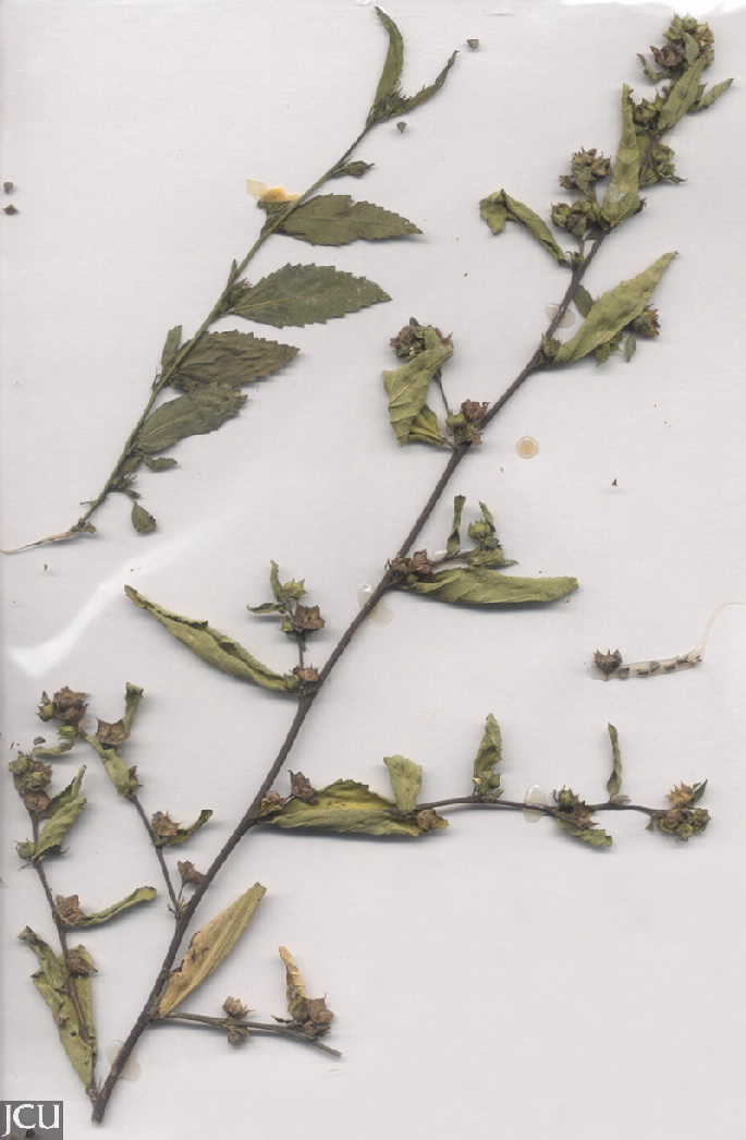 Sida rhombifolia
