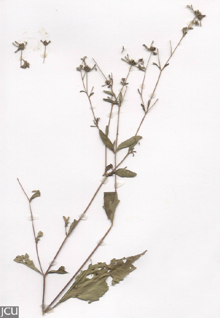 Sigesbeckia orientalis