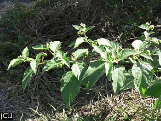 Solanum americanum