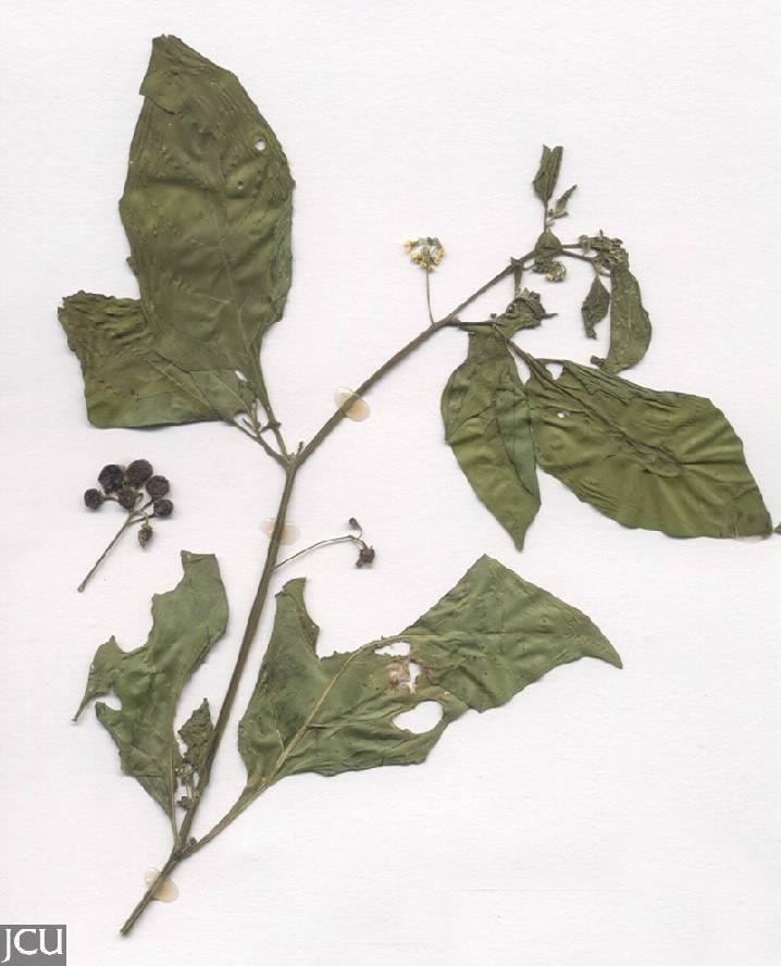 Solanum americanum