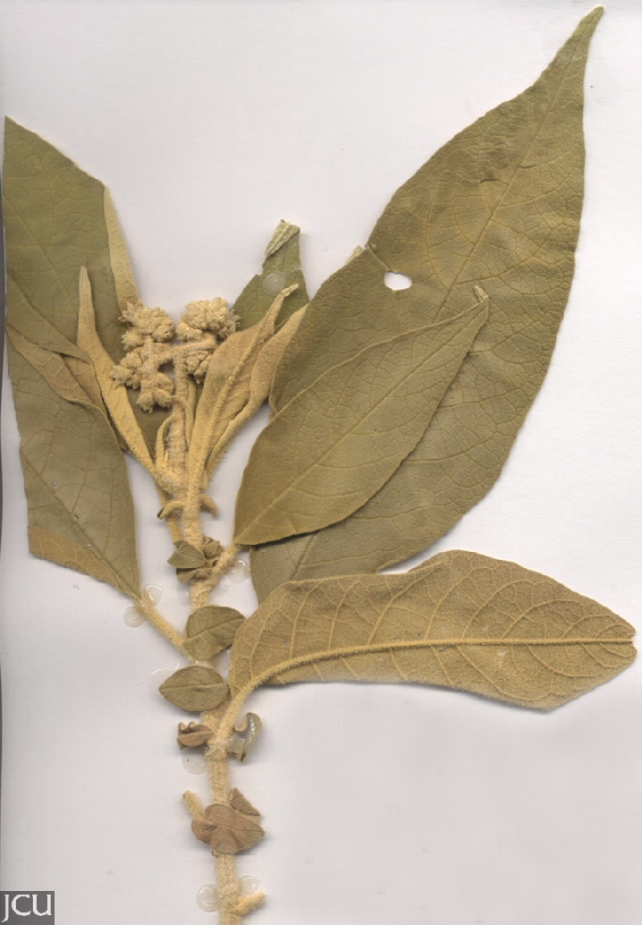 Solanum mauritianum