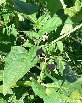 Image of Solanum