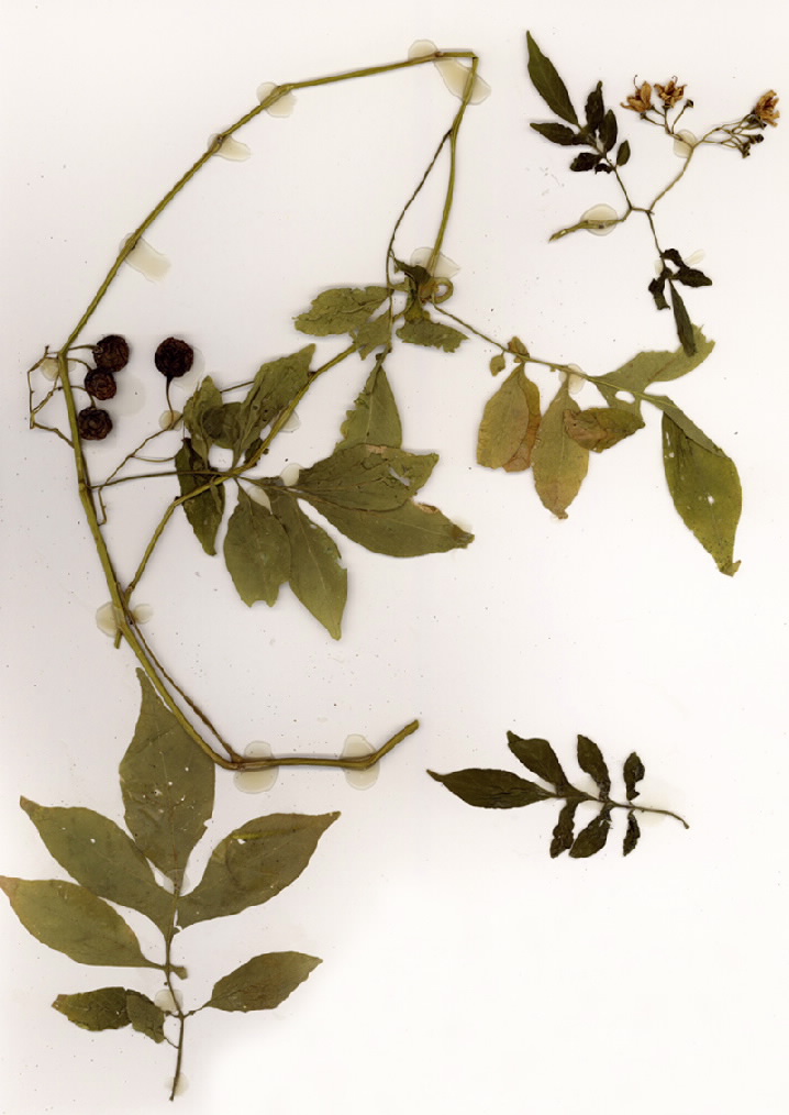Solanium seaforthianum