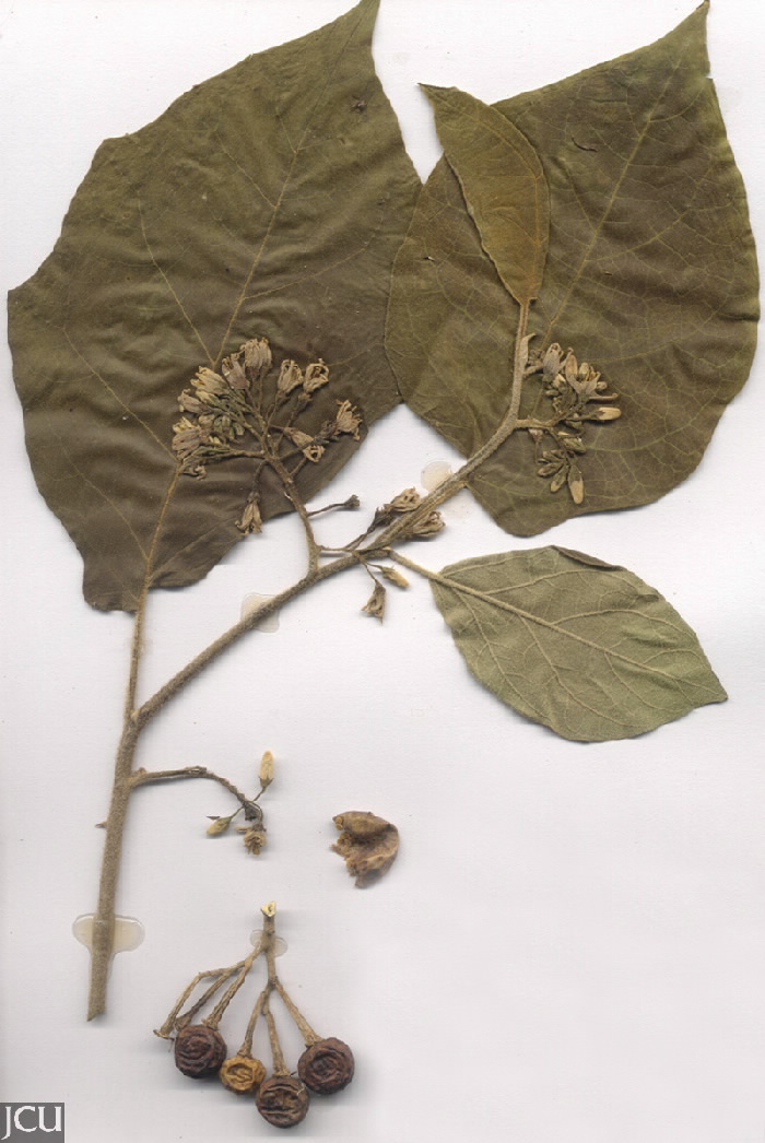 Solanum torvum