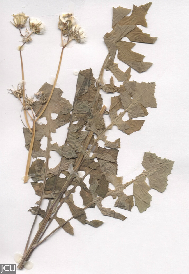 Sonchus oleraceus