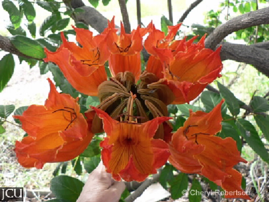 Image of Spathodea campanulata