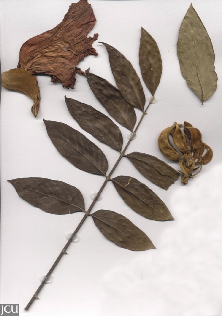 Spathodea campanulata
