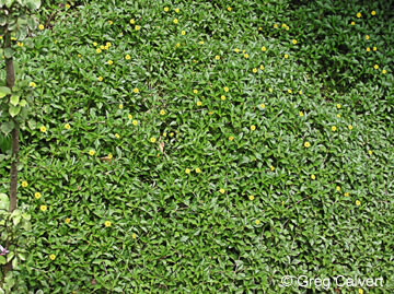 Image of Singapore daisy