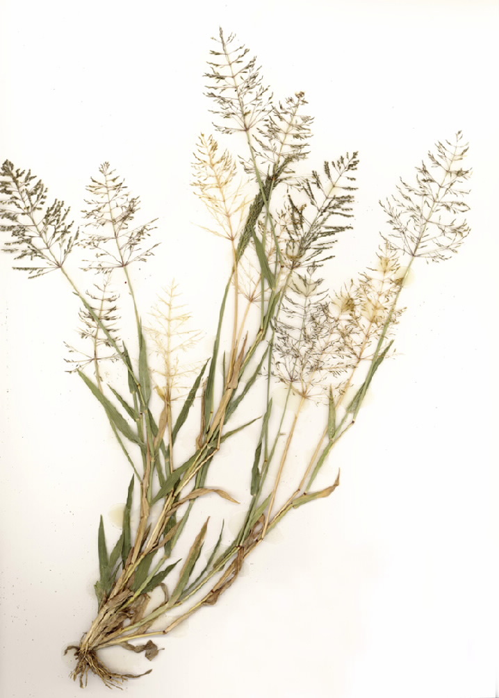Sporobolus coromandelianus