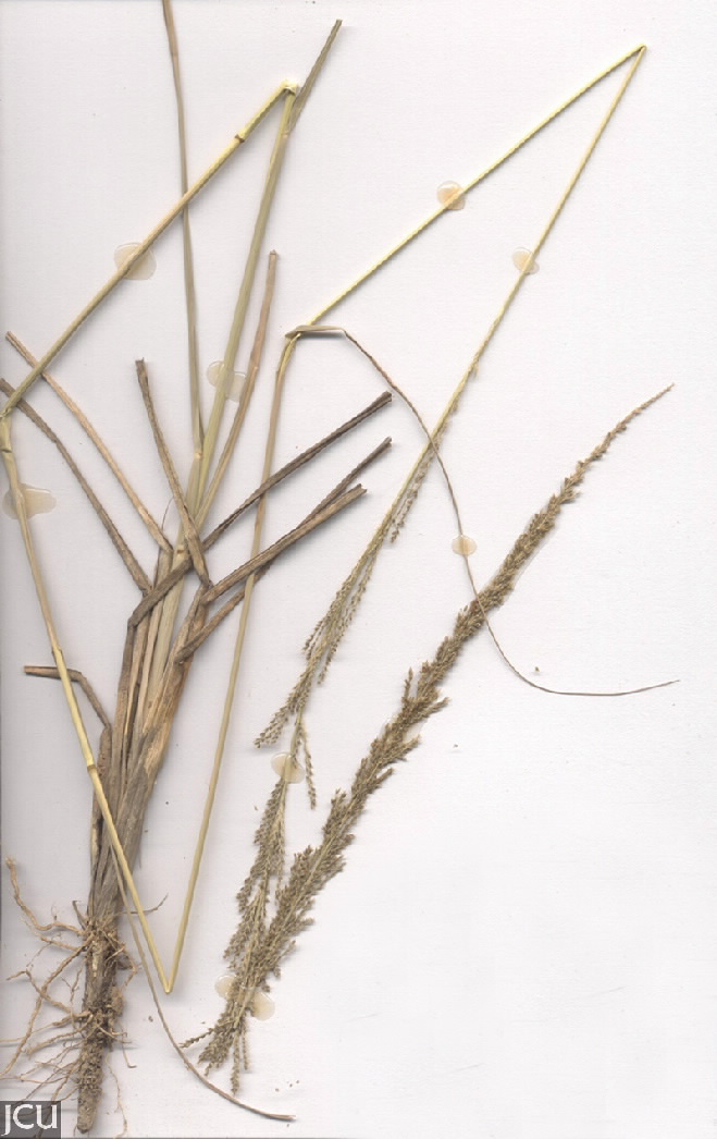 Sporobolus fertilis
