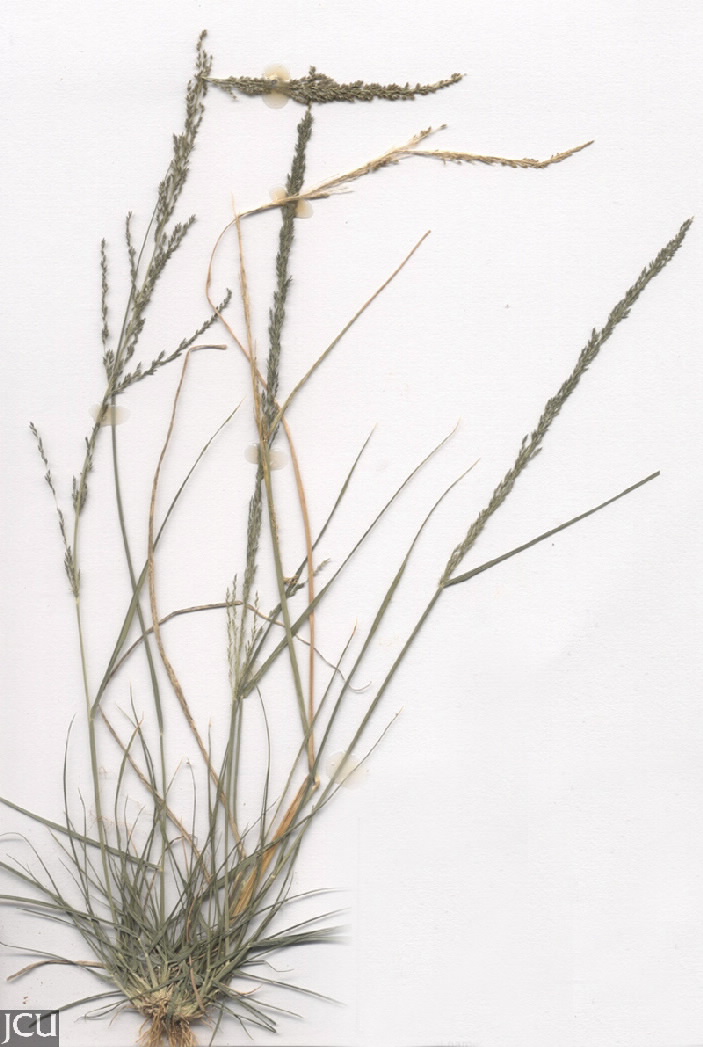 Sporobolus jacquemontii