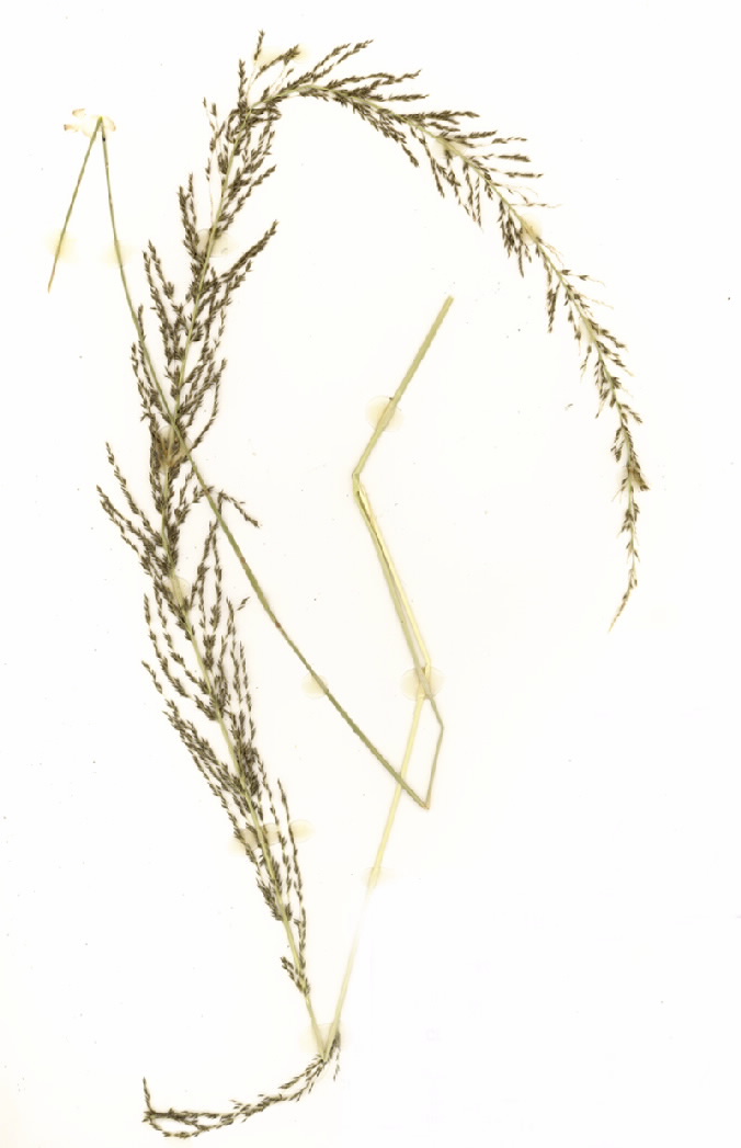 Sporobolus natalensis