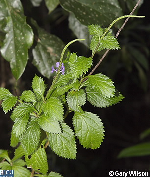 Image of Stachytarpheta cayennensis